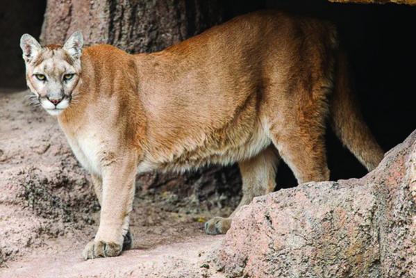 Greene History Notes The history of cougars and wolves in